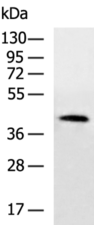 Rabbit Polyclonal Antibody to CCN1