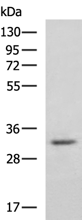 Rabbit Polyclonal Antibody to DHRS3