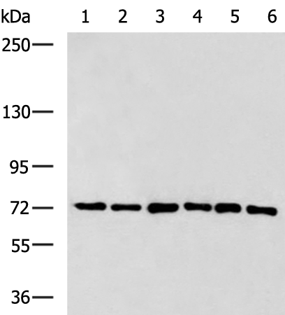 Rabbit Polyclonal Antibody to EIF4B