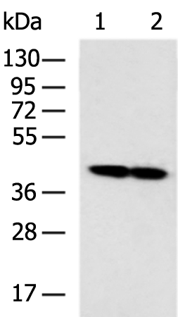 Rabbit Polyclonal Antibody to ETV7