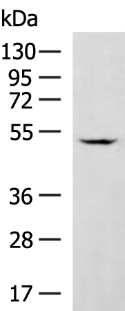 Rabbit Polyclonal Antibody to GABPB2