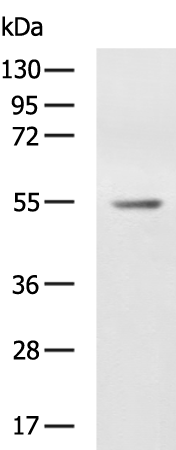 Rabbit Polyclonal Antibody to TAB1