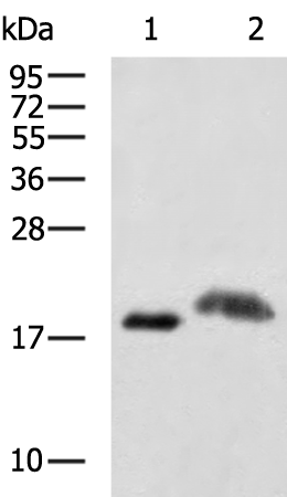 Rabbit Polyclonal Antibody to REG3G