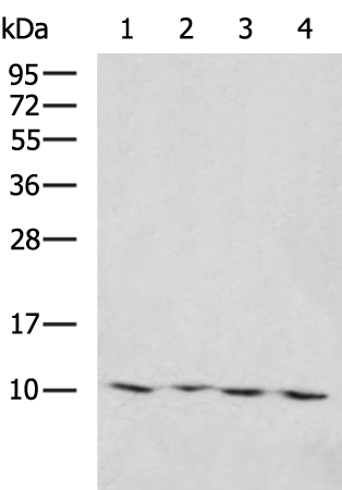 Rabbit Polyclonal Antibody to NDUFA1