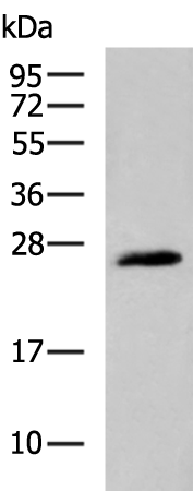 Rabbit Polyclonal Antibody to TREM1
