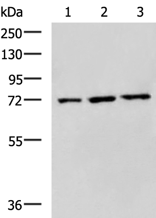 Rabbit Polyclonal Antibody to WRAP53