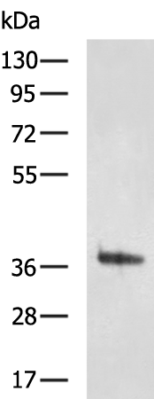 Rabbit Polyclonal Antibody to MYBPHL