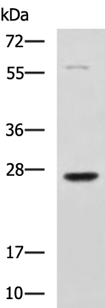 Rabbit Polyclonal Antibody to GSTM2