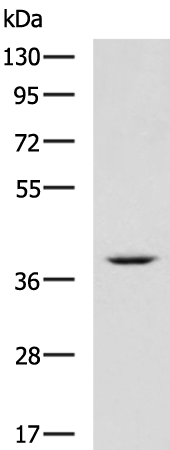 Rabbit Polyclonal Antibody to FKBP6