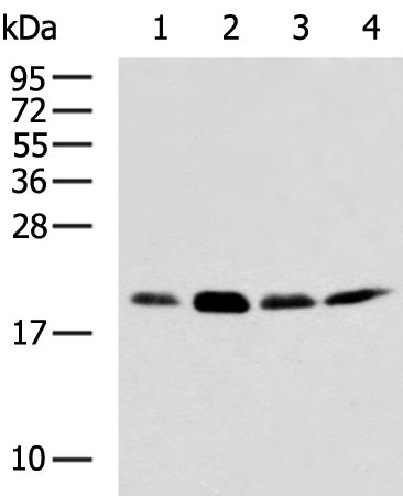 Rabbit Polyclonal Antibody to EEF1E1