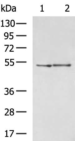 Rabbit Polyclonal Antibody to ZNF672