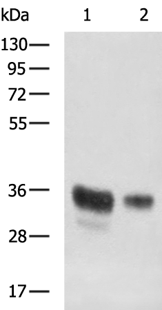 Rabbit Polyclonal Antibody to NIPA1