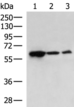 Rabbit Polyclonal Antibody to ZKSCAN1