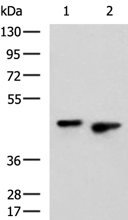 Rabbit Polyclonal Antibody to ZNF24