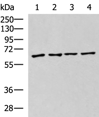 Rabbit Polyclonal Antibody to ZNF8
