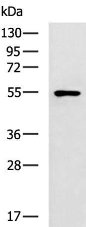 Rabbit Polyclonal Antibody to USP3