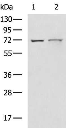 Rabbit Polyclonal Antibody to BRD9