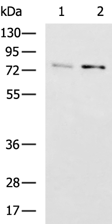 Rabbit Polyclonal Antibody to DTL
