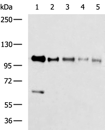 Rabbit Polyclonal Antibody to CALCOCO1