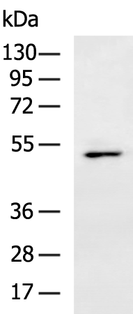 Rabbit Polyclonal Antibody to TEAD2