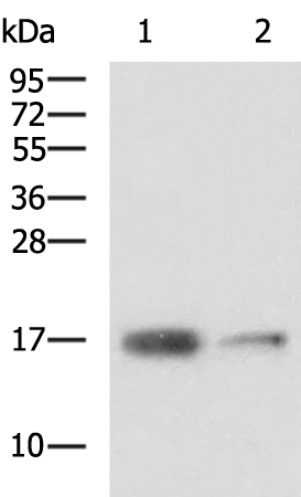 Rabbit Polyclonal Antibody to NHP2