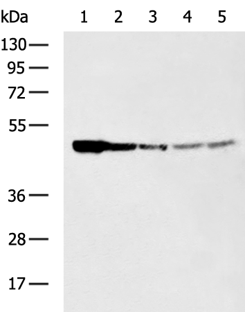 Rabbit Polyclonal Antibody to LYAR