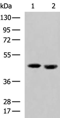 Rabbit Polyclonal Antibody to LOX