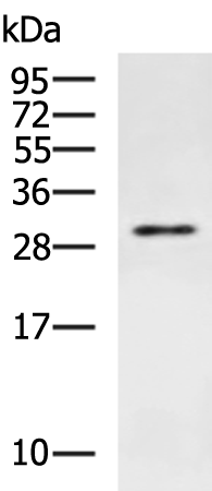 Rabbit Polyclonal Antibody to FGF2