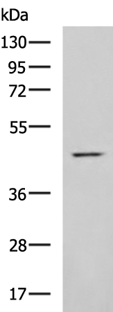 Rabbit Polyclonal Antibody to MLNR