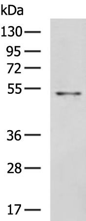 Rabbit Polyclonal Antibody to F2R