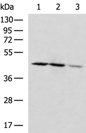 Rabbit Polyclonal Antibody to SMAD7
