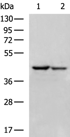 Rabbit Polyclonal Antibody to MAPK13