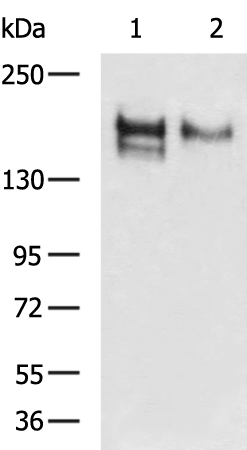 Rabbit Polyclonal Antibody to CD163