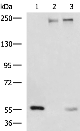 Rabbit Polyclonal Antibody to NOTCH4