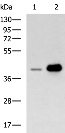 Rabbit Polyclonal Antibody to AMD1