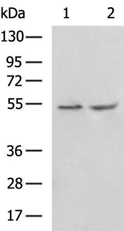 Rabbit Polyclonal Antibody to RXFP3