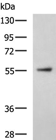 Rabbit Polyclonal Antibody to SOX9