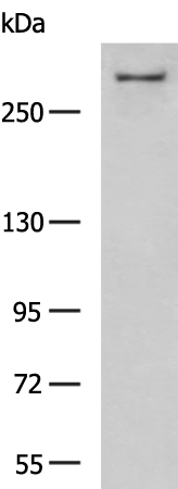 Rabbit Polyclonal Antibody to ATR