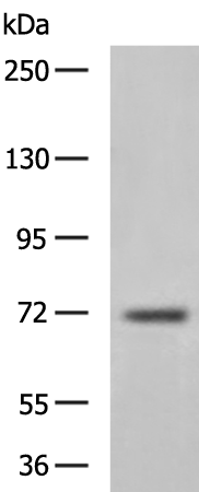 Rabbit Polyclonal Antibody to CEL