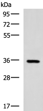 Rabbit Polyclonal Antibody to B3GAT1
