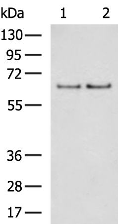 Rabbit Polyclonal Antibody to ICAM3