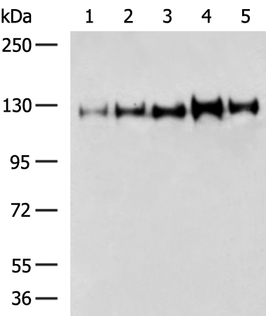 Rabbit Polyclonal Antibody to ITGA11