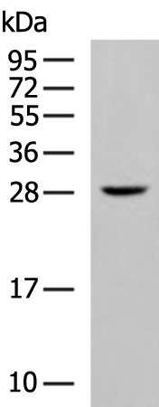 Rabbit Polyclonal Antibody to KLRF1