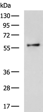 Rabbit Polyclonal Antibody to MFSD2A