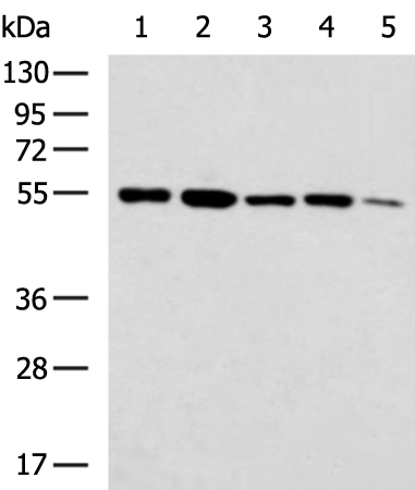 Rabbit Polyclonal Antibody to MMP20