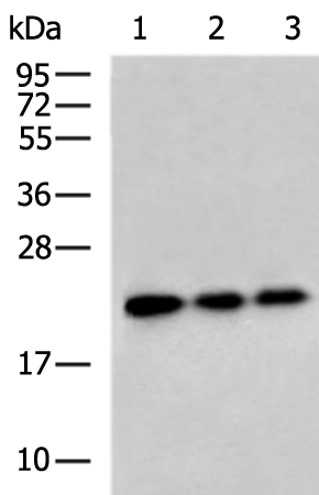 Rabbit Polyclonal Antibody to NRAS