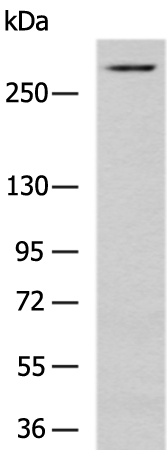 Rabbit Polyclonal Antibody to HSPG2