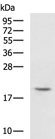 Rabbit Polyclonal Antibody to RAC2