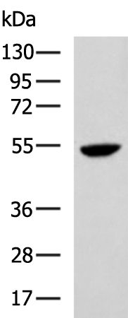 Rabbit Polyclonal Antibody to SIGLEC8