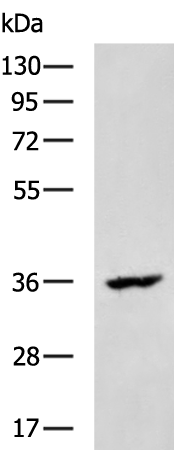 Rabbit Polyclonal Antibody to SIGLEC15